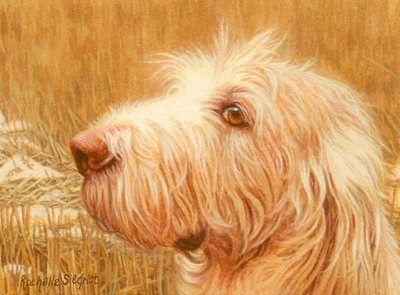 Commissioned Spinone Dog Painting by Rachelle Siegrist