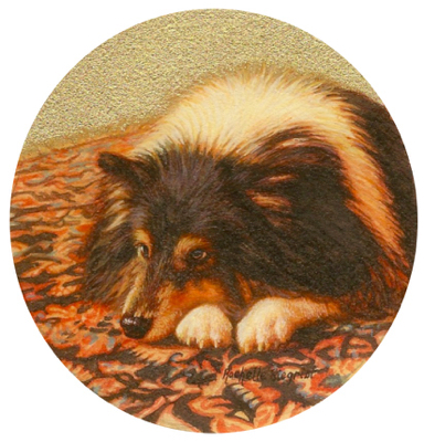 Commissioned miniature painting of a Sheltie dog by Rachelle Siegrist