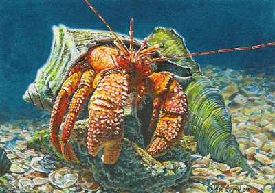 Miniature Painting of a Hermit Crab by Wes Siegrist