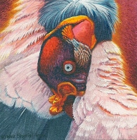 wildlife painting of a King Vulture