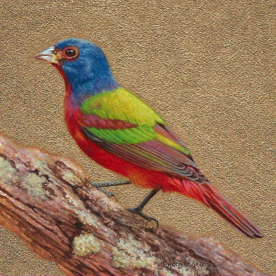 Miniature Painting of a Painted Bunting by Rachelle Siegrist