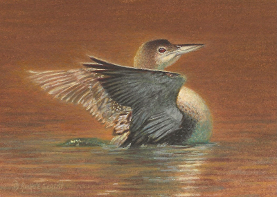 Miniature Painting of a Common Loon by Rachelle Siegrist