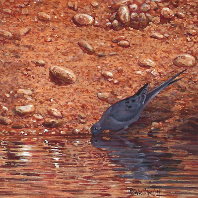 Miniature Painting of a mourning dove by Wes Siegrist