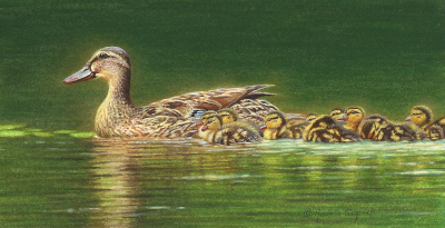 Miniature Painting of Mallard ducks by Rachelle Siegrist