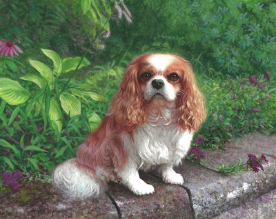 King Charles Spaniel Painting by Rachelle Siegrist