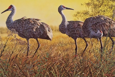 Reproduction of a painting of sandhill cranes by Wes Siegrist