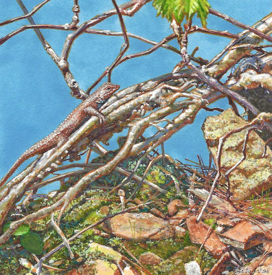 miniature painting of an Eastern Fence Lizard by Wes Siegrist