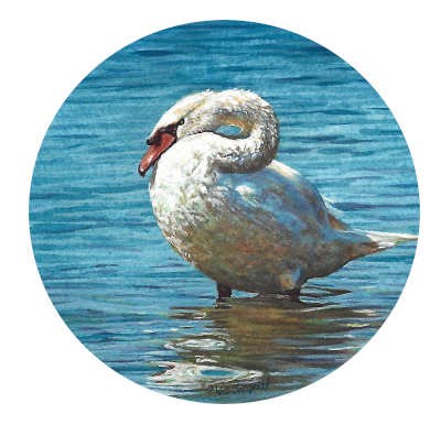 Miniature Painting of a mute swan by Wes Siegrist