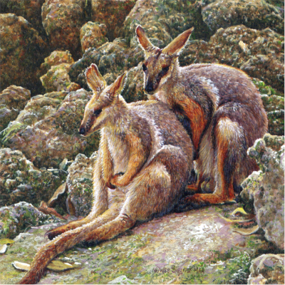 miniature painting of a Yellow-footed Wallabies by Wes Siegrist