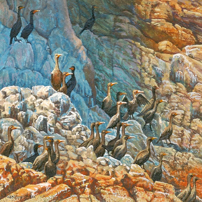 wildlife painting of brandts cormorants by Wes Siegrist