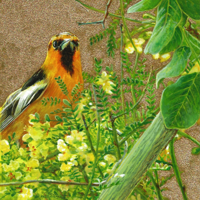 Painting of a Bullock's Oriole by Wes Siegrist