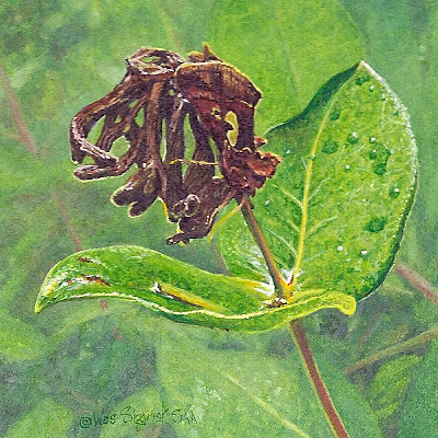 miniature painting of a Celery Looper Moth by Wes Siegrist