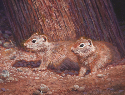 miniature painting of ground squirrels by Wes Siegrist