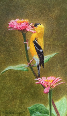 Miniature Painting of an American Goldfinch by Rachelle Siegrist
