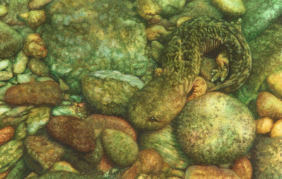 miniature painting of a Hellbender by Rachelle Siegrist