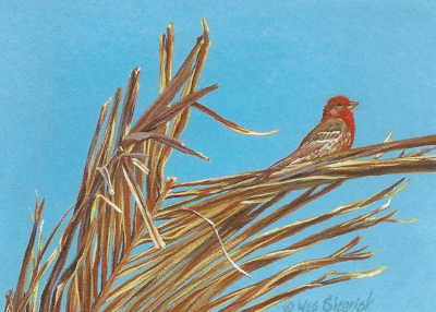 Miniature Painting of an House Finch by Wes Siegrist