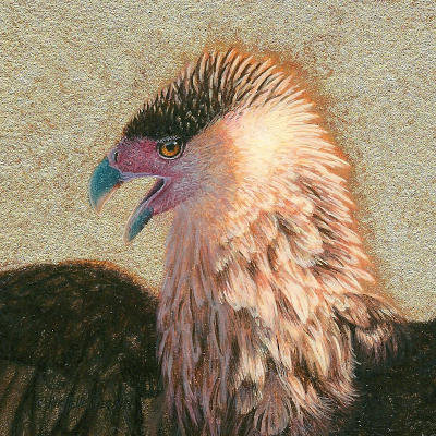 miniature painting of a crested caracara by Rachelle Siegrist