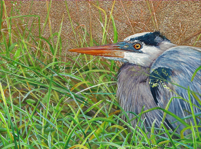 Miniature Painting of a Great Blue Heron by Wes Siegrist