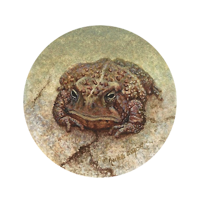 miniature painting of a Fowlers Toad by Rachelle Siegrist