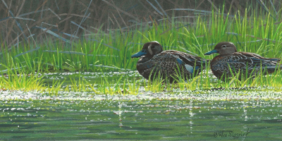 Miniature Painting of Blue-wing Teals by Wes Siegrist