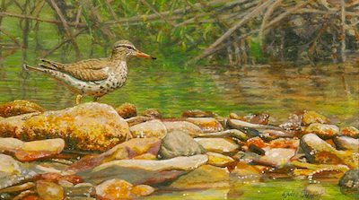 Miniature Painting of a sandpiper by Wes Siegrist