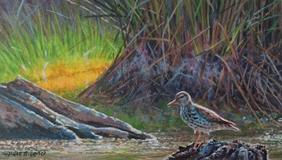 Miniature Painting of a sandpiper by Wes Siegrist