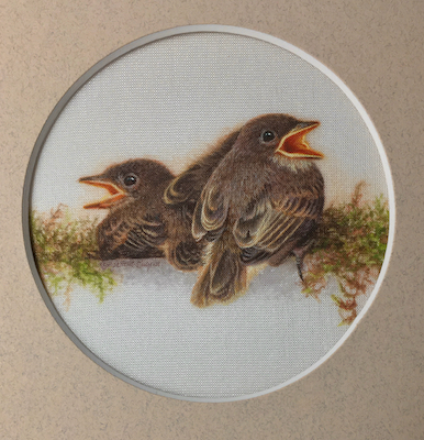 Miniature Painting of a baby Eastern Phoebes by Rachelle Siegrist