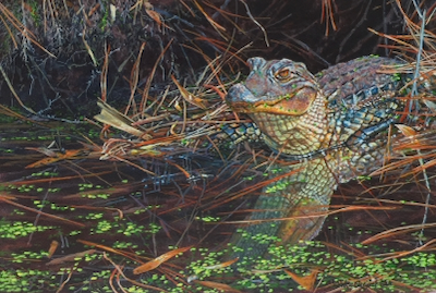 miniature painting of an American Alligator by Wes Siegrist