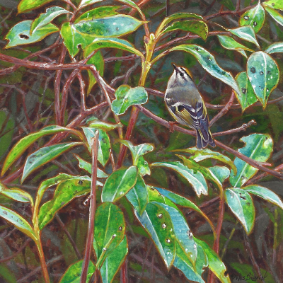 Painting of a Golden-crowned Kinglet by Wes Siegrist