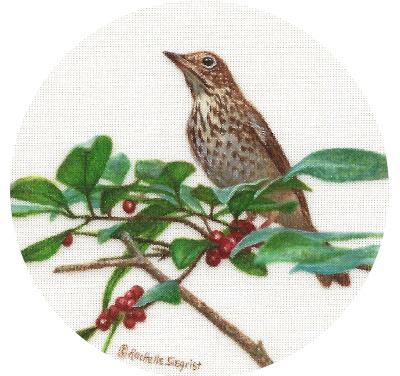 Miniature Painting of a Wood Thrush by Rachelle Siegrist