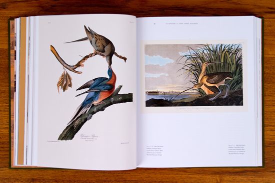 AWA Audubon Pages1