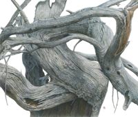 America's Parks II featured artwork