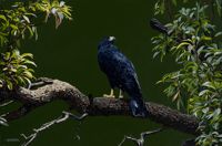 America's Parks II featured artwork