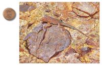 America's Parks II featured artwork