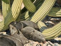 America's Parks II featured artwork