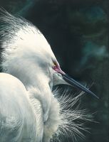 America's Parks II featured artwork