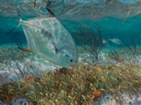 America's Parks I Encore featured artwork